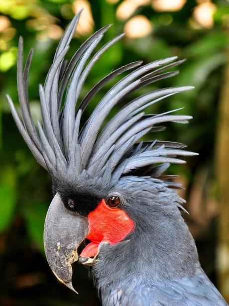 Cacatúa Palma (Palm Cockatoo)