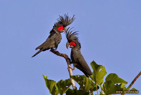 Cacatúa Palma (Palm Cockatoo)