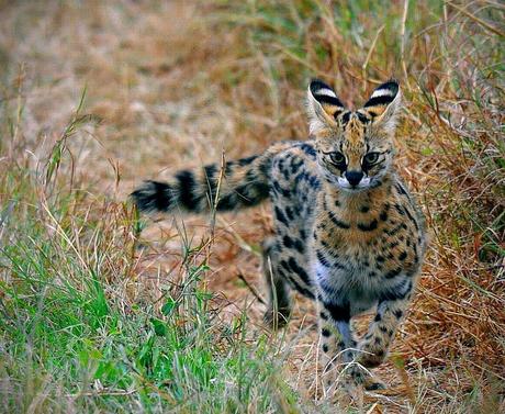 Serval