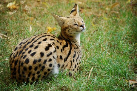 Serval