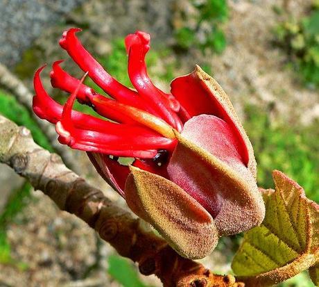 Devil´s Hand Tree