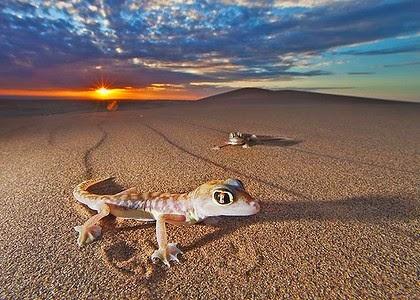 Desierto de Namibia