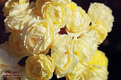 Racimo de rosas luminosas. Fotografía creativa - Fotografía decorativa