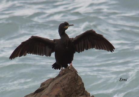 ANILLAS EN LAREDO Y ZAMPULLÍN CUELLIRROJO