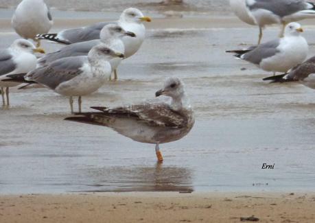 ANILLAS EN LAREDO Y ZAMPULLÍN CUELLIRROJO