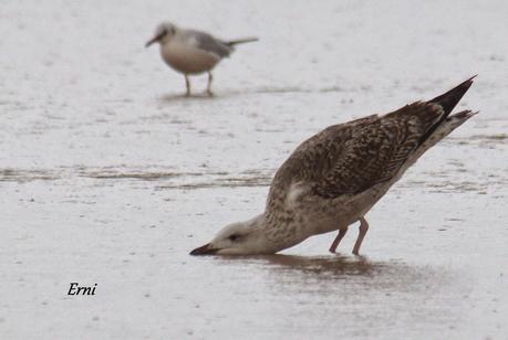 ANILLAS EN LAREDO Y ZAMPULLÍN CUELLIRROJO