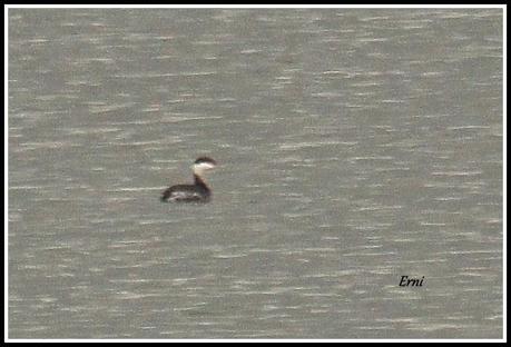 ANILLAS EN LAREDO Y ZAMPULLÍN CUELLIRROJO
