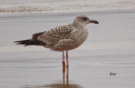 ANILLAS EN LAREDO Y ZAMPULLÍN CUELLIRROJO