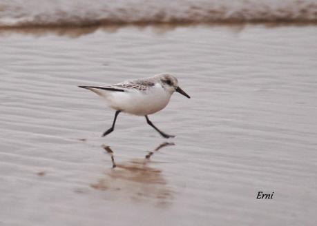 ANILLAS EN LAREDO Y ZAMPULLÍN CUELLIRROJO