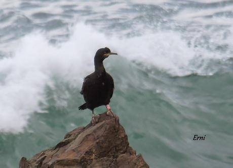 ANILLAS EN LAREDO Y ZAMPULLÍN CUELLIRROJO