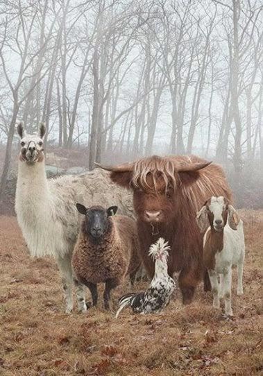 Puntos cardinales de Jatte: 3. Rusticae