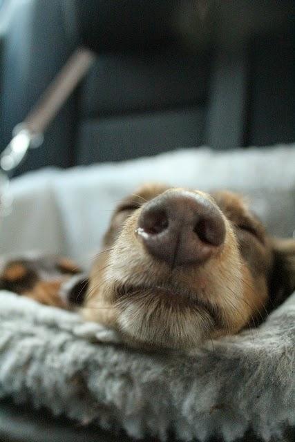 Puntos cardinales de Jatte: 3. Rusticae