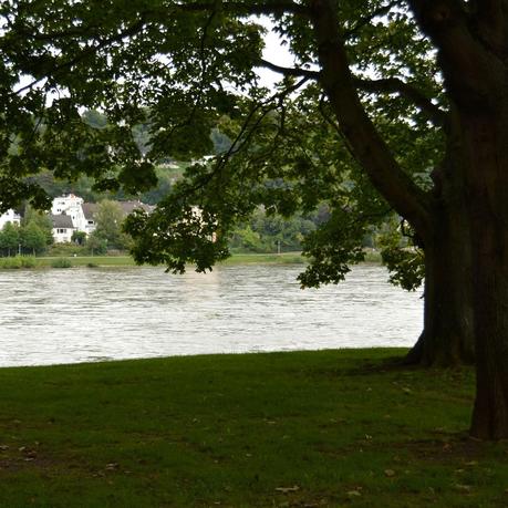 KARTOFFELKNÖDEL CON SALSA DE SETAS Y CERVEZA NEGRA