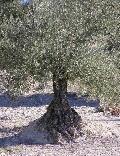 Erosión, uno de los principales problemas a nivel mundial