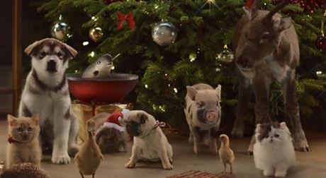 McVitie s Victoria puppies3