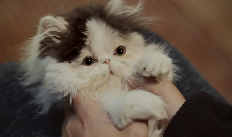 McVitie s Victoria puppies1