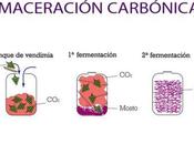 Vinos maceración carbónica