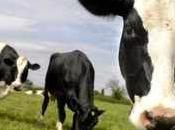 ¿Qué significa soñar vacas?
