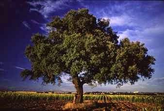 Los árboles en los sueños