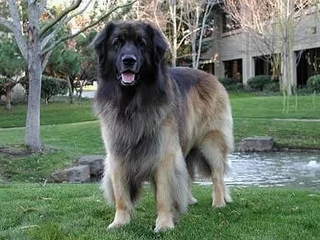 Google es gigante, pero muy pocos saben estos secretos