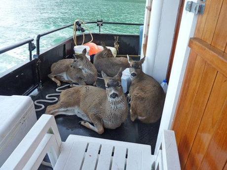 Sitka Deer Rescue SHARON KELLY