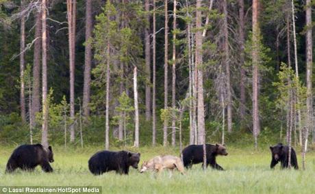 Welcome to the club: The bears seemed to welcome the lone wolf into their company in Finland