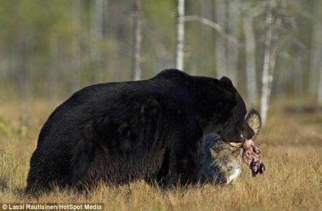 Share with me! The predators would happily share their spoils with each other