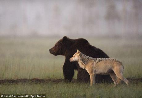 Dinner for two: Each evening after a hard-day's hunting this pair of unlikely friends met for supper