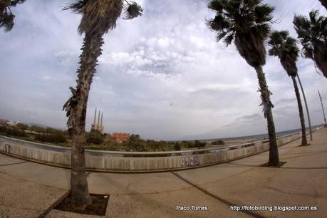 129. Desembocadura del r. Besòs