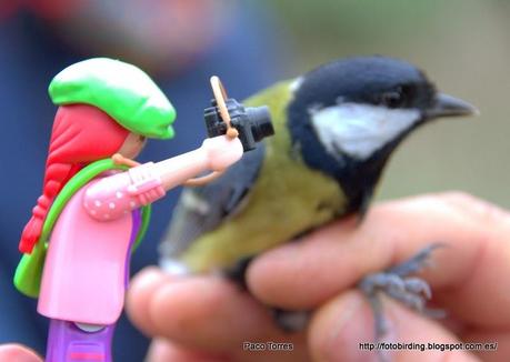 Diario de una  Playmobil:  Jornada de Anillamiento