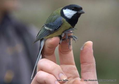Parus major
