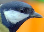Parus major