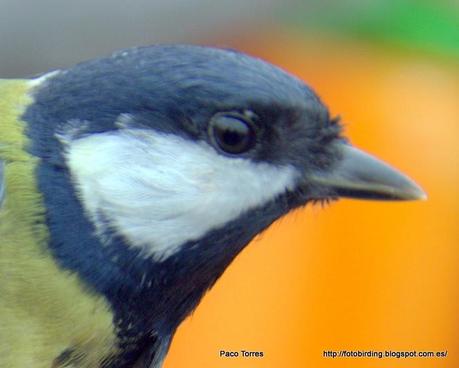 Parus major