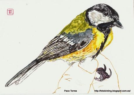 Parus major