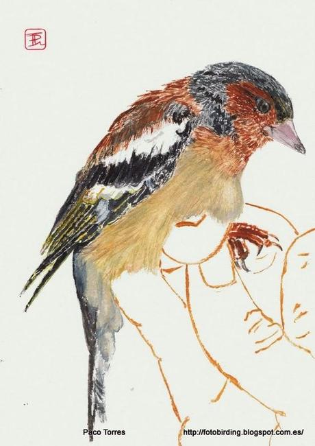 Fringilla coelebs (juv. ♂)