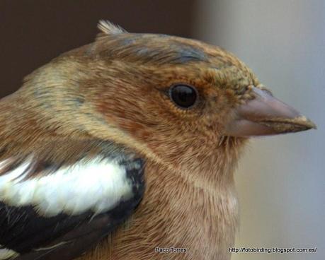 Fringilla coelebs (juv. ♂)