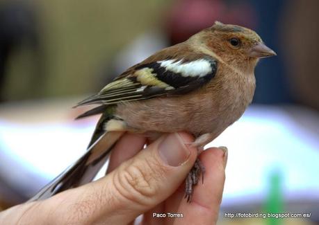 Fringilla coelebs (juv. ♂)