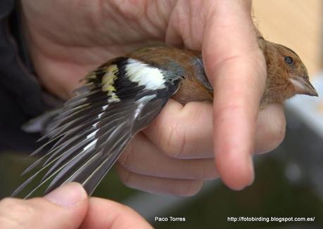 Fringilla coelebs (juv. ♂)
