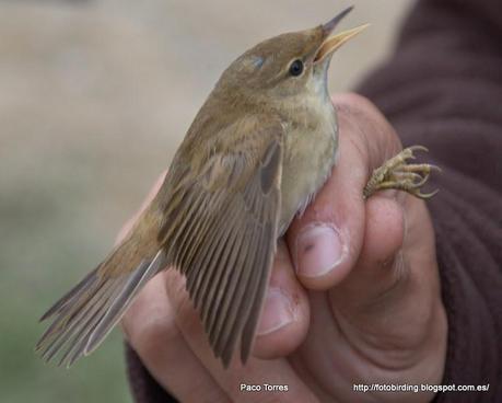 Acrocephalus scirpaceus.