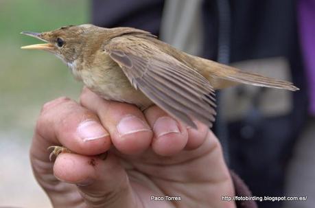 Acrocephalus scirpaceus.