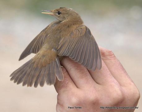 Acrocephalus scirpaceus.