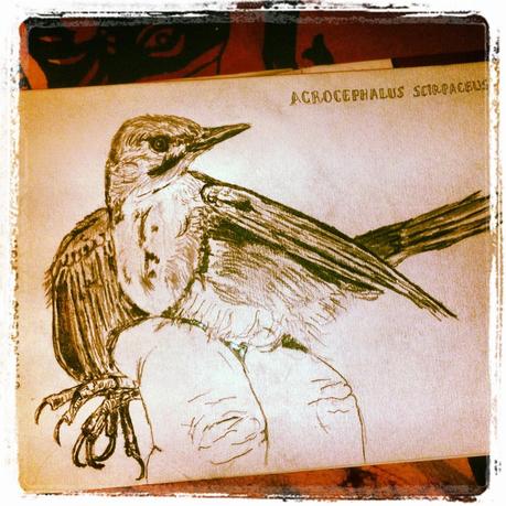 Acrocephalus scirpaceus.