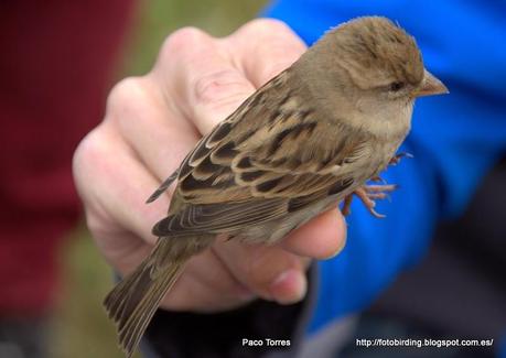 Passer domesticus (♀)