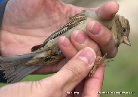 Passer domesticus (♀)