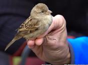 Passer domesticus