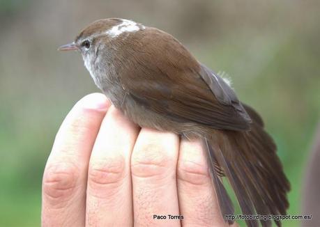 Cettia cetti, leucístico
