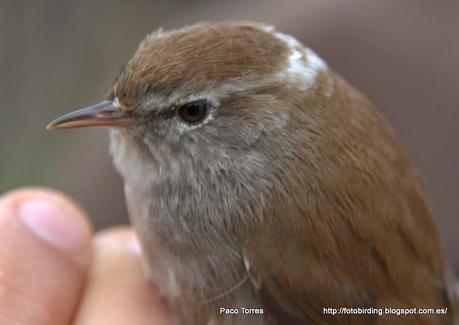 Cettia cetti, leucístico