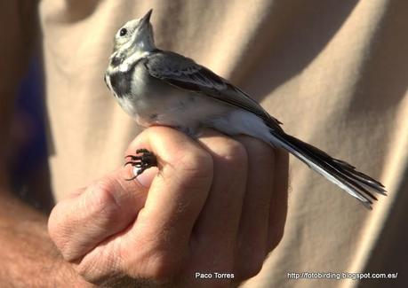 MOTALB: Motacilla alba.