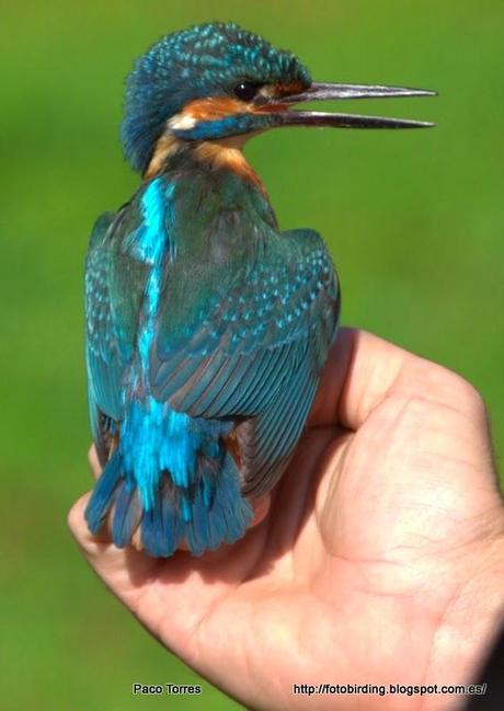 ALCATT: Alcedo atthis (♂) .