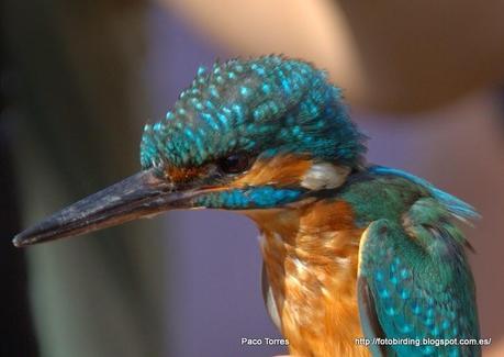 ALCATT: Alcedo atthis (♂) .